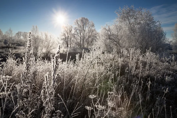 Slunečný den v zimě — Stock fotografie