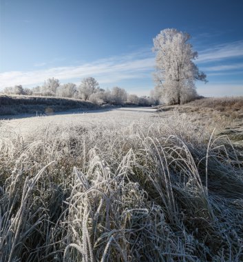 Çim ve ağaçların frost ile kaplı