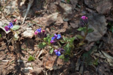 Geçen yılki yaprakları arasında baharın ilk çiçekler