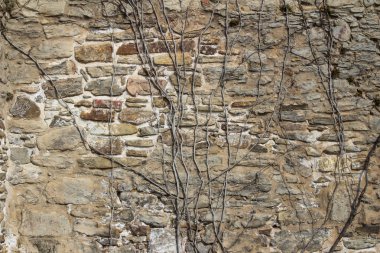 Eski kumtaşı duvar üzerinde büyüyen bir sarmaşık ile