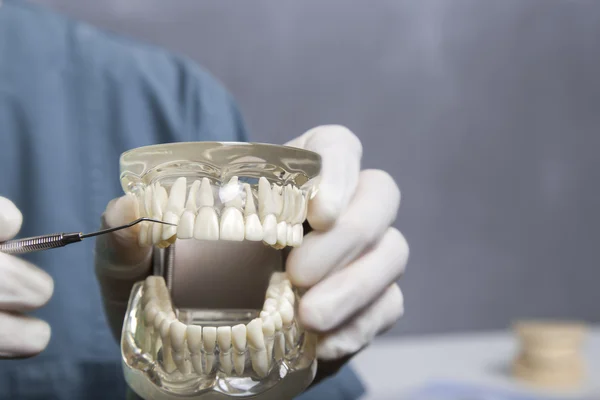 Dental cleaning demonstration with model — Stock Photo, Image