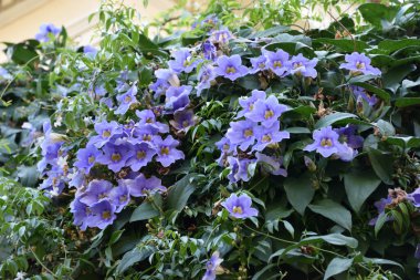 Flores azules en las calles del barrio de Plaka, en Atenas (Grecia)