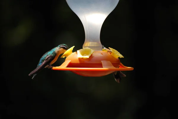 Colibries Comedero Bosque Nuboso Monteverde Κόστα Ρίκα — Φωτογραφία Αρχείου