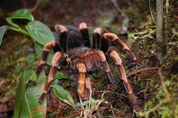 Gran tarantula en el bosque nuboso de Monteverde (Costa Rica)
