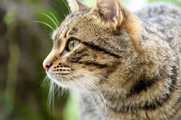 Gato Los Los Monasterios Meteora Grecia — Stock Photo, Image