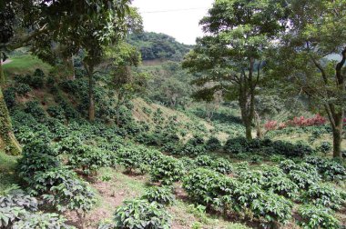 Kosta Rika 'nın orta kesimindeki plantacion de cafe