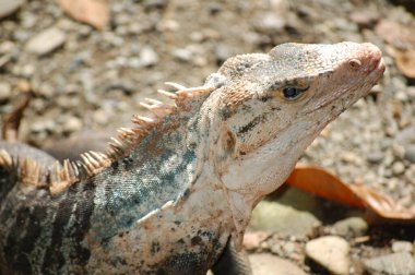 Iguana en las playas de la reserva natural de Manuel Antonio, en Costa Rica