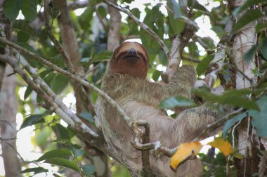 Perezoso en las ramas de los arboles en la reserva natural de Tortuguero, en Costa Rica