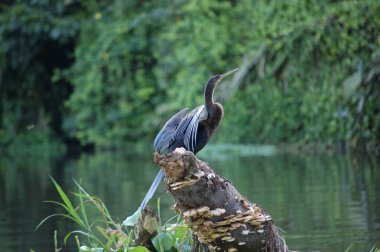 Ave llamada Aninga en la reserva natural de Tortuguero, en Costa Rica