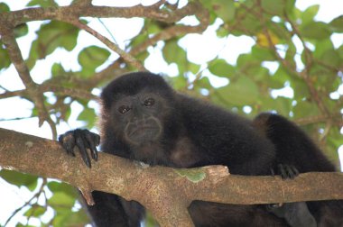 Mono en las ramas de los arboles en la reserva natural de Tortuguero, en Costa Rica