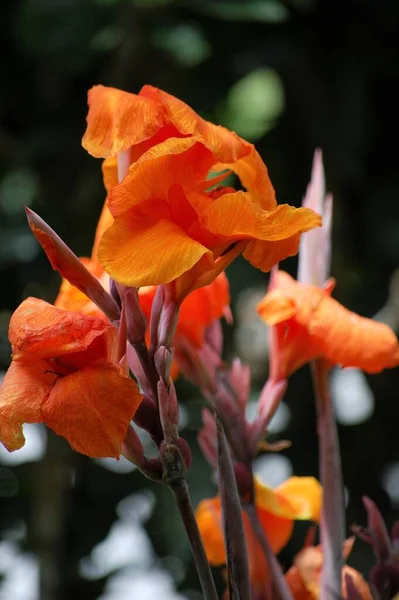 Flor Naranja Los Bosques Reserva Natural Tortuguero Costa Rica — Zdjęcie stockowe