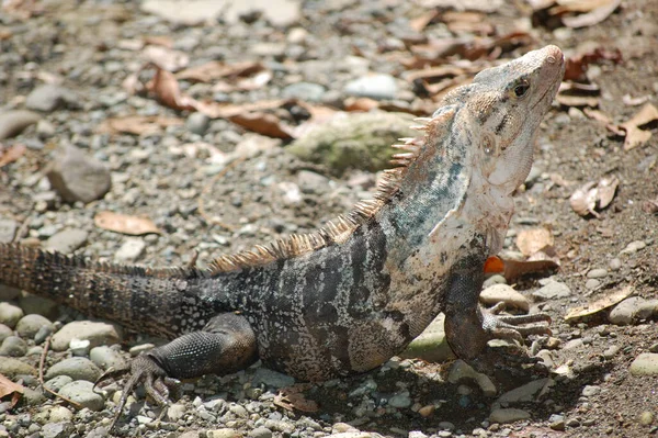 Iguana Las Playas Reserva Natural Manuel Antonio Costa Rica — Foto Stock