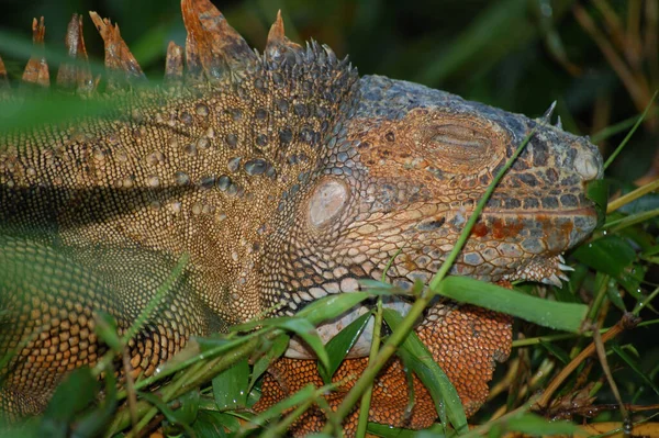 Iguana Reserva Natural Tortuguero Costa Rica — Fotografia de Stock