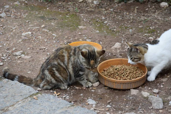 Gatos Alimentandose Las Ruinas Delfos — стоковое фото
