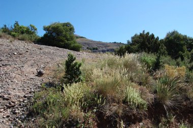 Panorama de los montes y los bosques de La Mola, en Catalua. Catalunya, Bages, Barcelona. Katalonya 'daki La Mola ormanlarının ve dağların manzarası. Katalunya, Kafesler, Barselona.