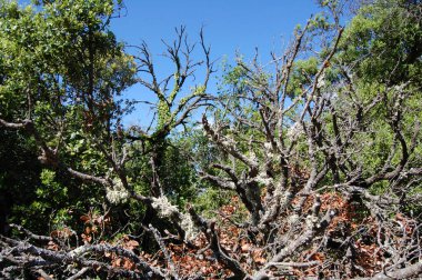 Panorama de los montes y los bosques de La Mola, en Catalua. Catalunya, Bages, Barcelona. Katalonya 'daki La Mola ormanlarının ve dağların manzarası..