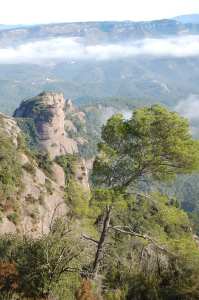 Panorama Los Montes Los Bosques Mola Catalunya Cerca Montserrat Panorama — Stockfoto