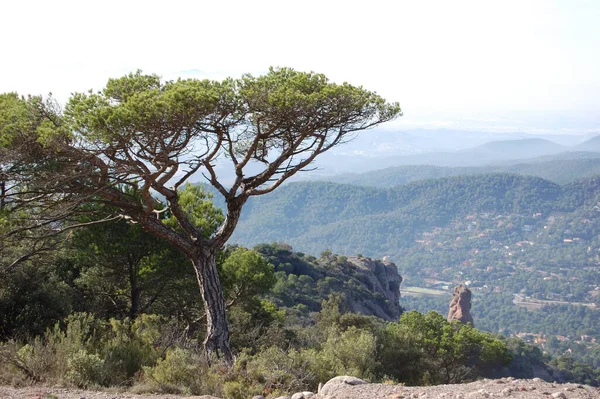 Panorama Los Montes Los Bosques Mola Catalunya Cerca Montserrat Panorama — Stock Photo, Image