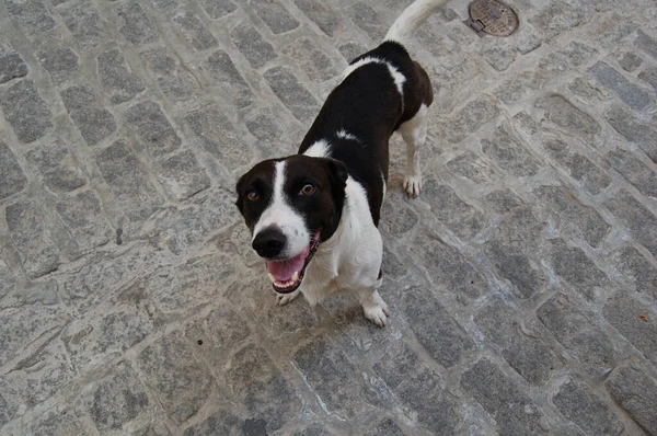 Hund Auf Der Straße Fotografiert Granada Andalusien Spanien — Stockfoto