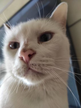 Evcil bir kediye yakın çekim. Kedi. - Eve. Aşk