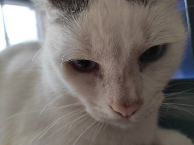 Evcil bir kediye yakın çekim. Kedi. - Eve. Aşk