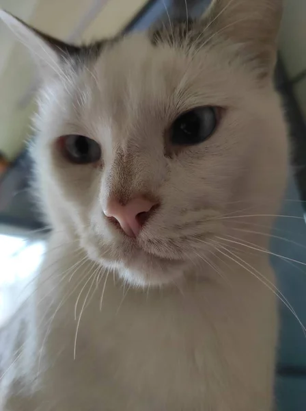 Close Gato Doméstico Felino Para Casa Amor — Fotografia de Stock