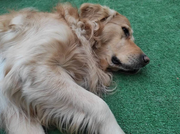 Rozciągnięte Golden Retriever Pies Spoczywa Sztucznej Trawy Podłogi — Zdjęcie stockowe