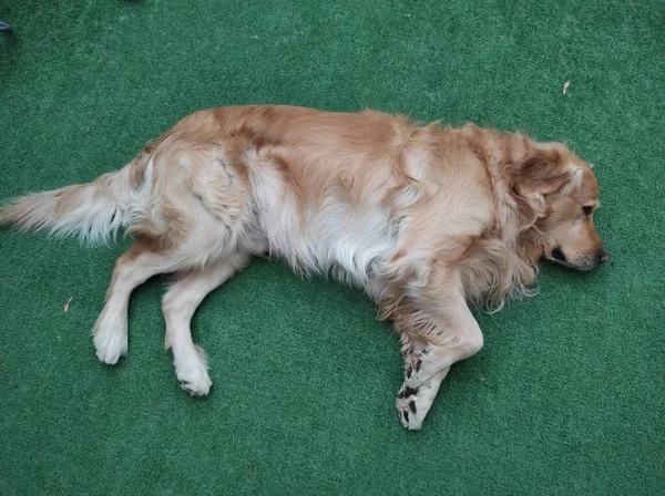 Uitgestrekte Gouden Retriever Hond Rusten Kunstgras Vloer — Stockfoto