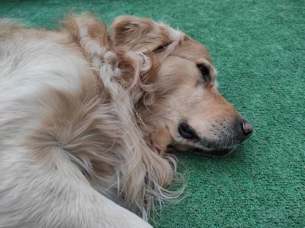 Uzanmış Golden Retriever köpeği Yapay çim zeminde dinleniyor