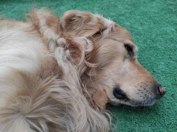 Esticado Cão Retriever Dourado Descansando Chão Grama Artificial — Fotografia de Stock