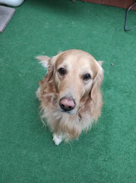 Rozciągnięte Golden Retriever Pies Spoczywa Sztucznej Trawy Podłogi — Zdjęcie stockowe