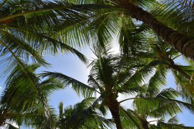 Karayip Denizi 'ndeki bir sahilde palmiye ağaçları. Punta Cana. Saona Adası