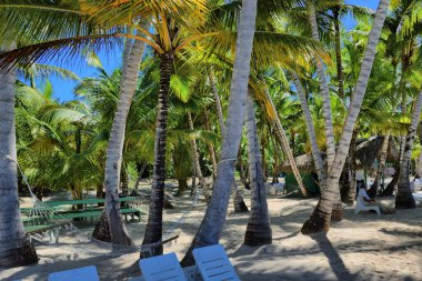 Karayip Denizi 'ndeki bir sahilde palmiye ağaçları. Punta Cana. Saona Adası
