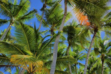 Karayip Denizi 'ndeki bir sahilde palmiye ağaçları. Punta Cana. Saona Adası
