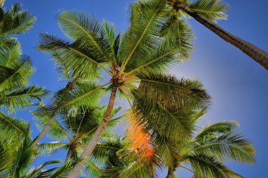 Karayip Denizi 'ndeki bir sahilde palmiye ağaçları. Punta Cana. Saona Adası