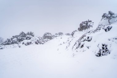Karlı ve ağaçlı dağ manzarası