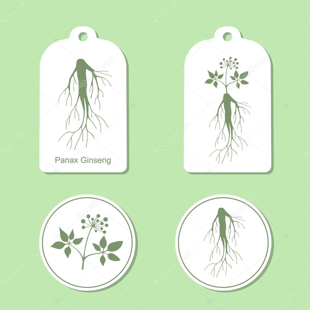 Silhouette of panax ginseng with leaves and root.  Medicinal plant. Healthy lifestyle. Vector  Illustration. Health and Nature Set of Tags and Labels