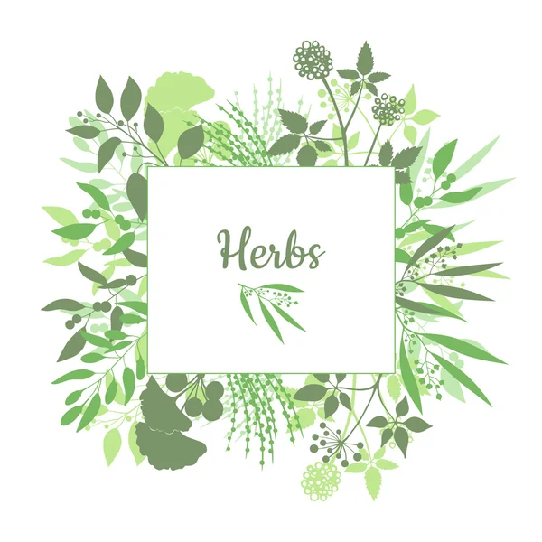 Verse kruiden bewaren embleem. Groene vierkant frame met verzameling van planten. Silhouet van takken geïsoleerd op witte achtergrond — Stockvector