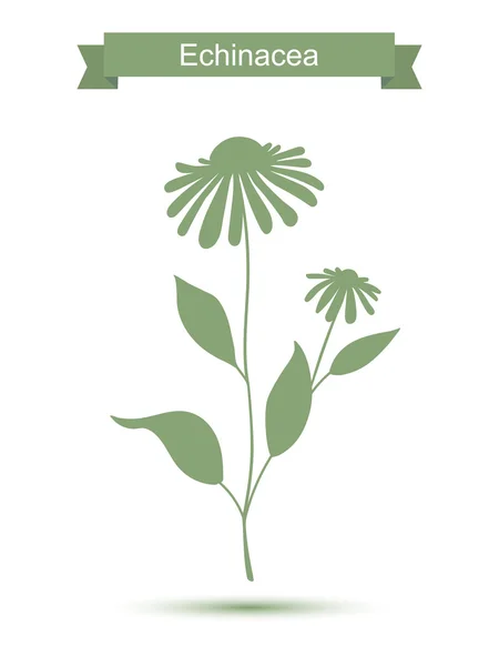Echinacea roślina sylwetka kwiaty — Wektor stockowy