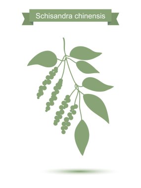 Çin Schisandra çilek ile şube