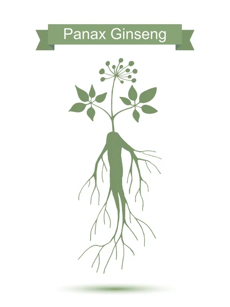 Ginseng. Planta aislada sobre fondo blanco — Vector de stock