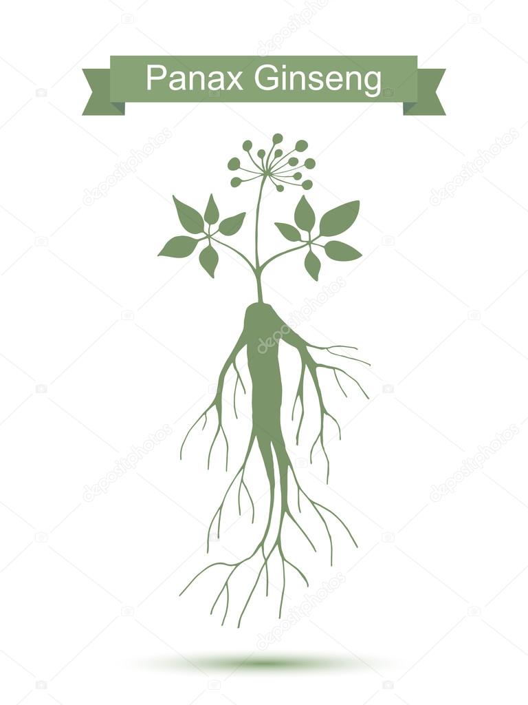 Ginseng. Isolated plant on white background