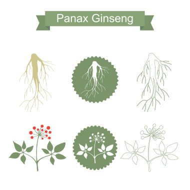 Ginseng. Beyaz arka plan üzerinde izole bitki