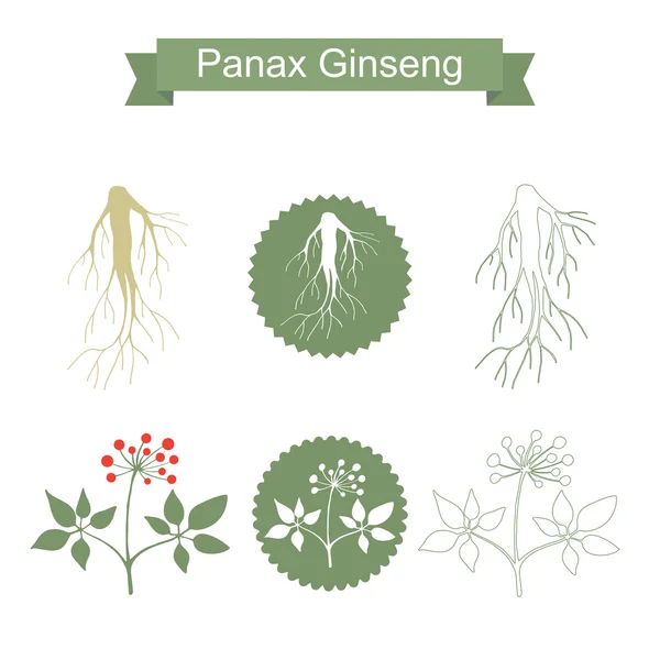 Ginseng. Geïsoleerde plant op witte achtergrond — Stockvector