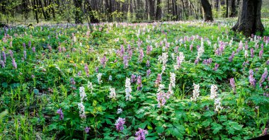 Ormanda yabani bahar çiçekleri