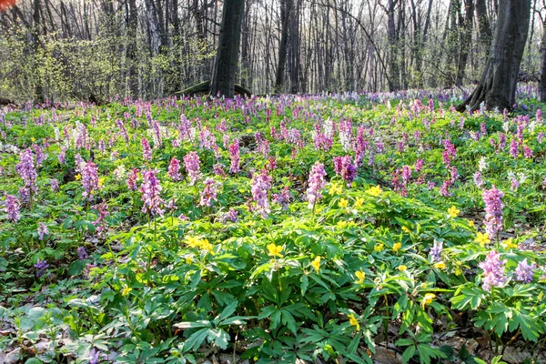 Fleurs sauvages de printemps dans la forêt Images De Stock Libres De Droits