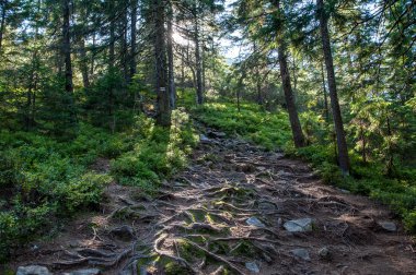 Güneş ışığı Karpat orman.