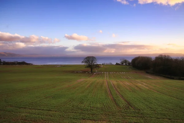 Árbol Junto Lough Foyle Redcastle Donegal —  Fotos de Stock