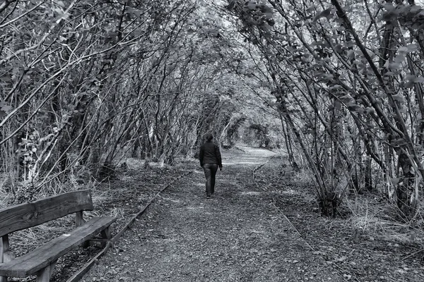 Autumn Pathway, Stormont, Co. Antrim, Ireland — Stock Photo, Image