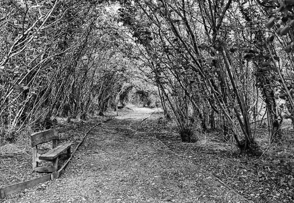 Autumn Pathway, Stormont, Co. Antrim, Ireland — Stock Photo, Image